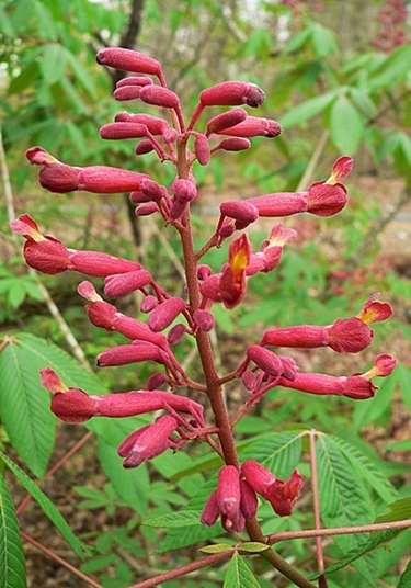 {Aesculus pavia}